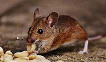 food-processing-facility-pest-control Experts in Ruidoso